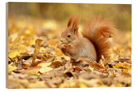 Wood print Red Squirrel in an urban park in autumn