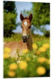 Quadro em acrílico Pinto, foal