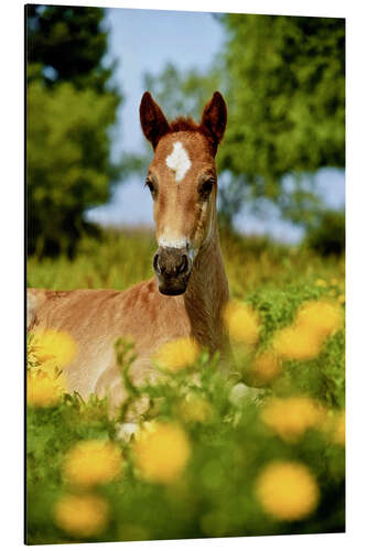 Tableau en aluminium Pinto, foal