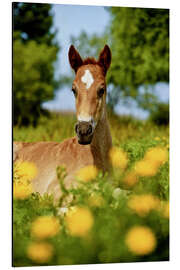 Aluminium print Pinto, foal