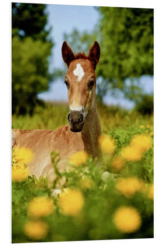 Foam board print Pinto, foal