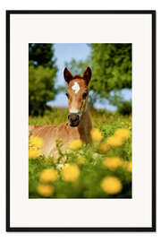 Gerahmter Kunstdruck Pinto, Fohlen