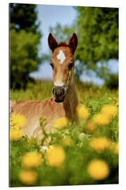 Gallery print Pinto, foal