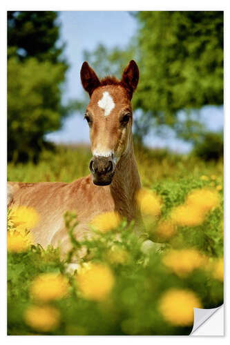 Naklejka na ścianę Pinto, foal