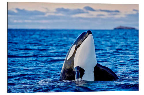 Aluminium print Orca or killer whale, Kaldfjorden