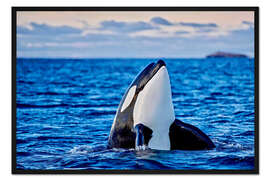 Gerahmter Kunstdruck Schwertwal, Kaldfjorden
