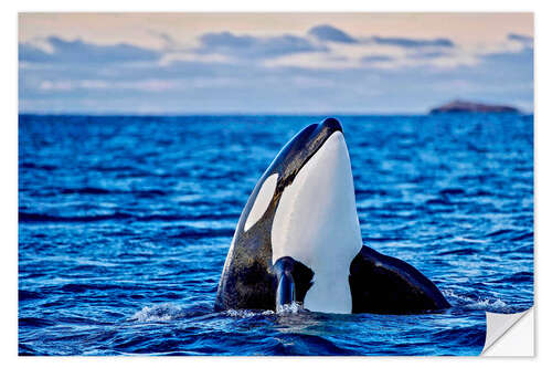 Vinilo para la pared Orca or killer whale, Kaldfjorden