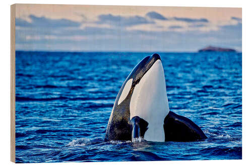 Tableau en bois Orca or killer whale, Kaldfjorden