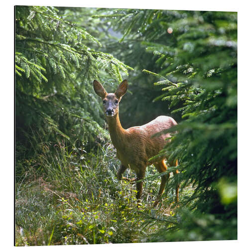 Quadro em alumínio The deer in the forest