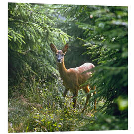 Foam board print The deer in the forest