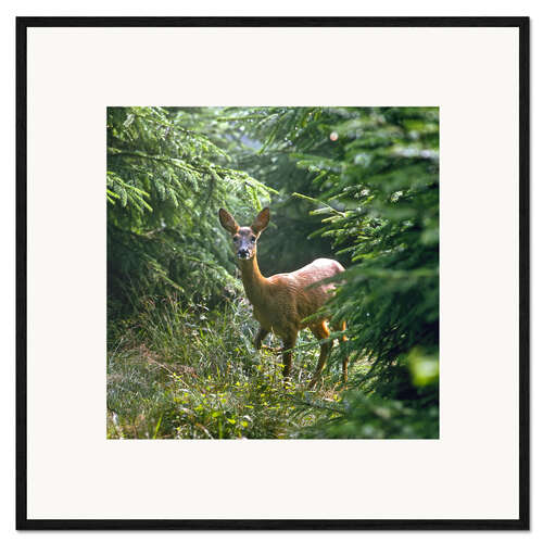 Framed art print The deer in the forest