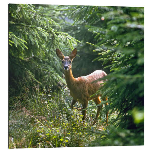 Galleritryk The deer in the forest