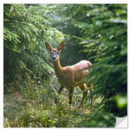 Naklejka na ścianę The deer in the forest