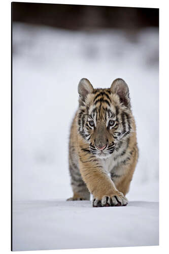 Aluminiumtavla Siberian Tiger cub, walking on snow