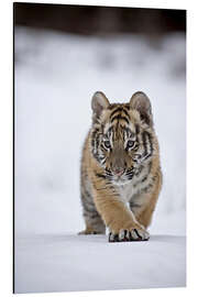 Aluminium print Siberian Tiger cub, walking on snow