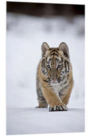 Stampa su PVC Piccola tigre siberiana sulla neve