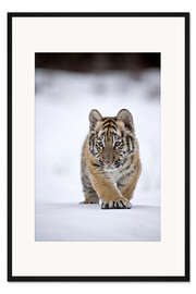 Gerahmter Kunstdruck Sibirischer Tiger, Jungtier im Schnee