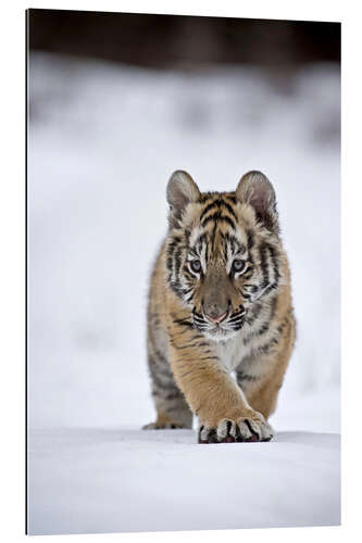 Gallery print Siberian Tiger cub, walking on snow