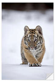 Selvklebende plakat Siberian Tiger cub, walking on snow