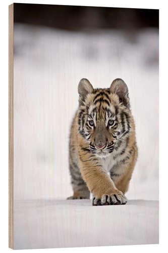 Hout print Siberian Tiger cub, walking on snow