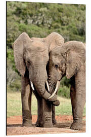 Aluminium print cuddling elephants