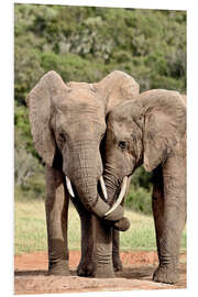 Foam board print cuddling elephants