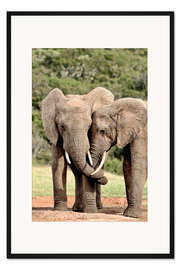 Gerahmter Kunstdruck kuschelnde Elefanten