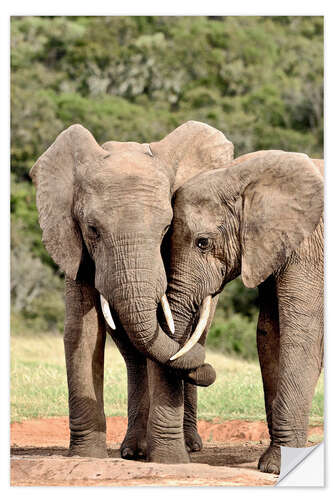 Självhäftande poster cuddling elephants