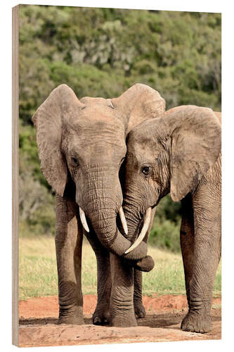 Quadro de madeira cuddling elephants