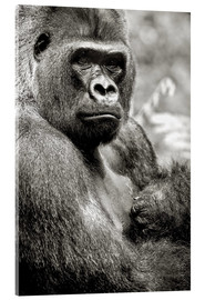 Acrylic print  Lowland Gorilla