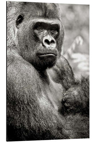 Alubild Flachlandgorilla