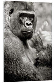 Aluminium print Lowland Gorilla