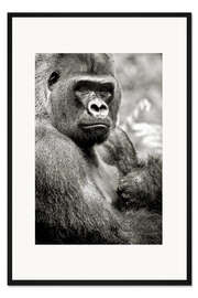 Gerahmter Kunstdruck Flachlandgorilla