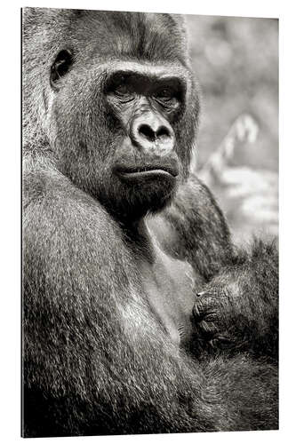 Galleritryk Lowland Gorilla