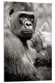 Gallery print Lowland Gorilla