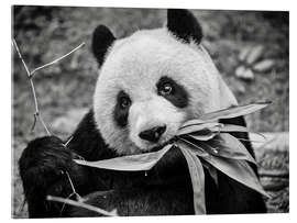 Acrylic print Giant panda, Macao Giant Panda Pavilion