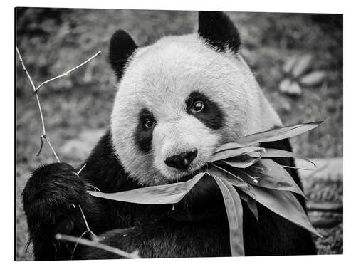 Tableau en aluminium Giant panda, Macao Giant Panda Pavilion