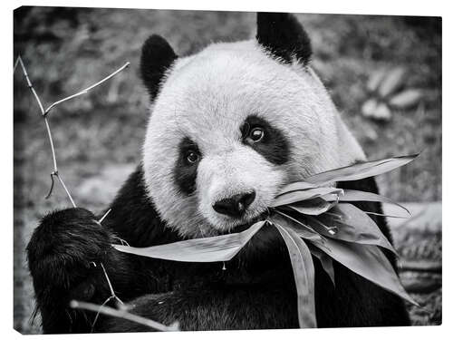 Quadro em tela Giant panda, Macao Giant Panda Pavilion