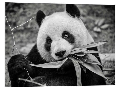 PVC print Giant panda, Macao Giant Panda Pavilion