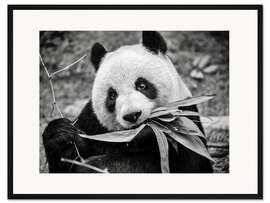 Gerahmter Kunstdruck Großer Panda, Macao Giant Panda Pavilion