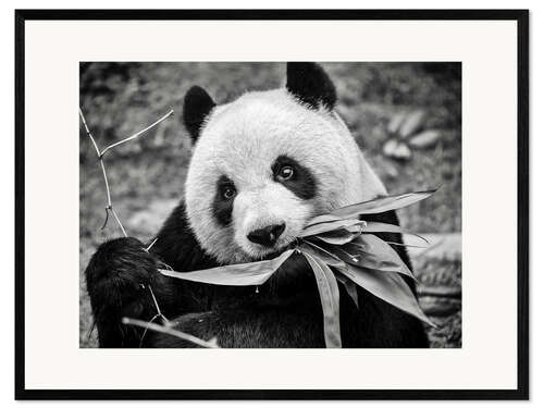 Ingelijste kunstdruk Giant panda, Macao Giant Panda Pavilion