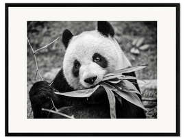 Ingelijste kunstdruk Giant panda, Macao Giant Panda Pavilion