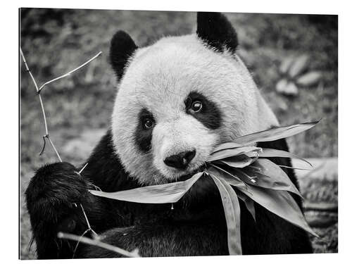 Stampa su plexi-alluminio Giant panda, Macao Giant Panda Pavilion