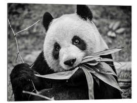 Tableau en plexi-alu Giant panda, Macao Giant Panda Pavilion
