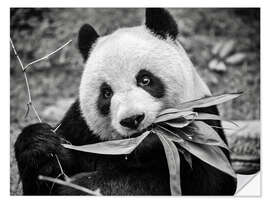 Wandsticker Großer Panda, Macao Giant Panda Pavilion