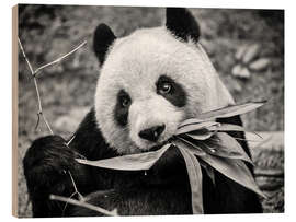 Hout print Giant panda, Macao Giant Panda Pavilion