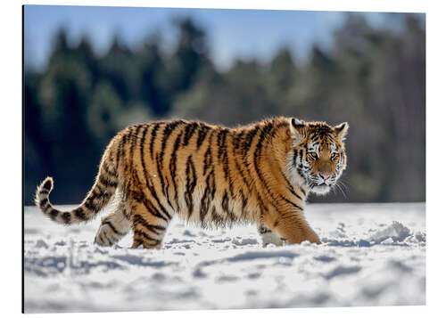 Quadro em alumínio Siberian tiger in deep snow