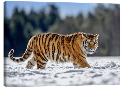 Quadro em tela Siberian tiger in deep snow