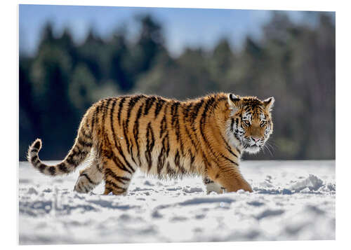 Foam board print Siberian tiger in deep snow