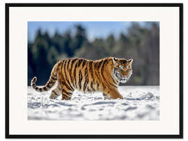 Gerahmter Kunstdruck Sibirischer Tiger im Tiefschnee